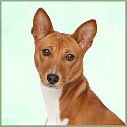 Plaques Basenji