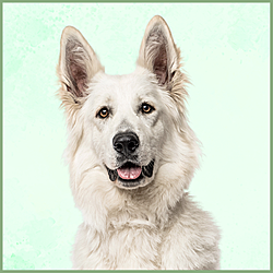 Plaques Berger Blanc Suisse