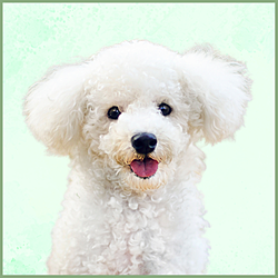 Plaques Bichon