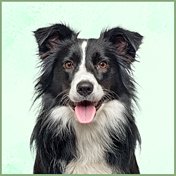 Plaques Border Collie