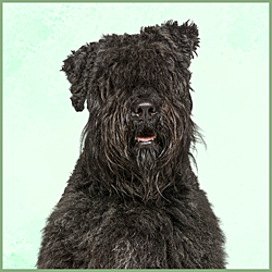 Plaques Bouvier des Flandres