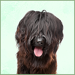 Plaques Briard