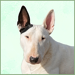 Plaques Bull Terrier