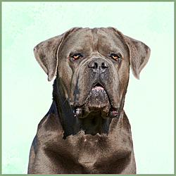 Plaques Cane Corso