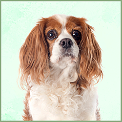 Plaques Cavalier King Charles