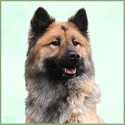 Plaques Eurasier