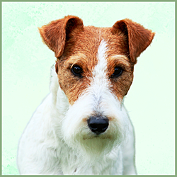 Plaques Fox Terrier