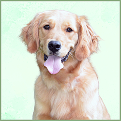 Plaques Golden Retriever