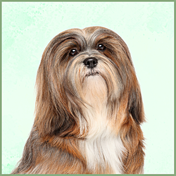 Plaques Lhassa Apso