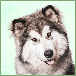 Plaques Malamute