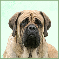 Plaques Mastiff