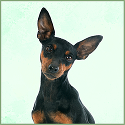 Plaques Pinscher