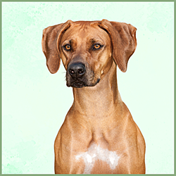 Plaques Rhodesian Ridgeback