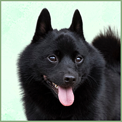 Plaques Schipperke