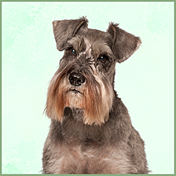 Plaques Schnauzer