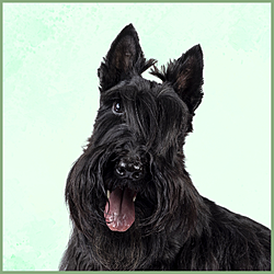 Plaques Scottish Terrier