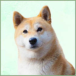 Plaques Shiba Inu