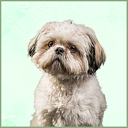 Plaques Shih Tzu