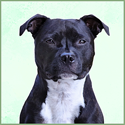 Plaques Staffie