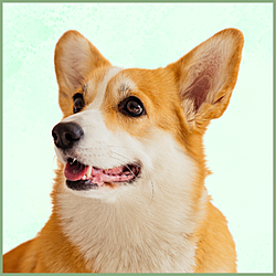 Plaques Welsh Corgi