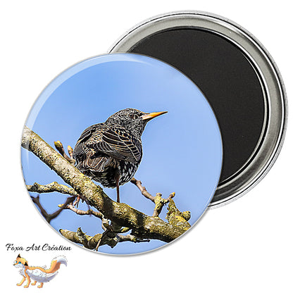 Badge, Magnet pins Etourneau sansonnet, oiseau de jardin, Sturnus vulgaris, modèle 1