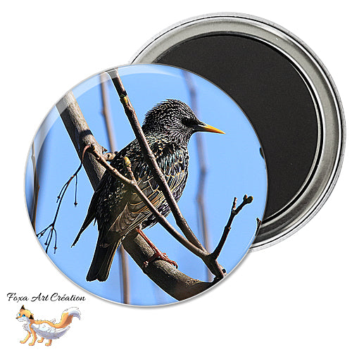 Badge, Magnet pins Etourneau sansonnet, oiseau de jardin, Sturnus vulgaris, modèle 2