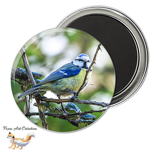 Badge, Magnet pins Mésange Bleue, oiseau de jardin, Cyanistes caeruleus, modèle 2