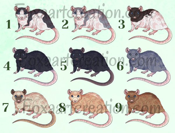 Mug personnalisé rat domestique avec la phrase "Je suis ext-RAT-ordinaire" illustré par Foxa Art Création. Choisissez parmi 9 couleurs de pelage. Fait main en France.