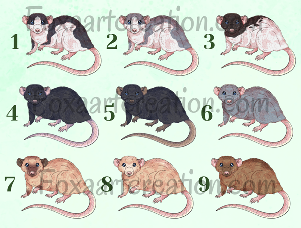 Mug personnalisé rat dumbo domestique avec la phrase "Je suis ext-RAT-ordinaire" illustré par Foxa Art Création. Choisissez parmi 9 couleurs de pelage. Fait main en France.