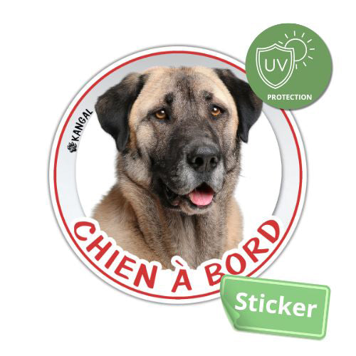 Sticker Chien à bord Kangal Autocollant Voiture